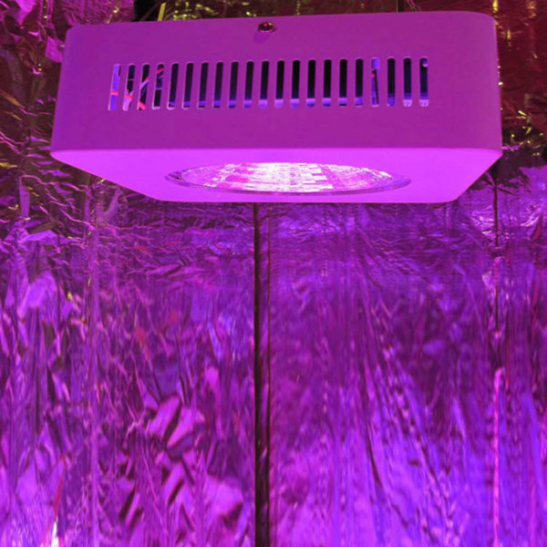 cobra 200 c1 LED grow lights
