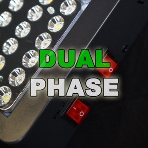 Dual Phase